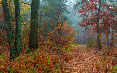 Autumn forest. Pleasant walk in the nature. Autumn painted trees with its magical colors.	