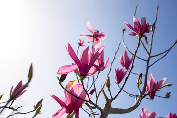 Obraz na płótnie Canvas purple magnolia flower bud in spring garden, tree blossom, blue sky background