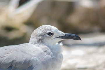 Gaviota