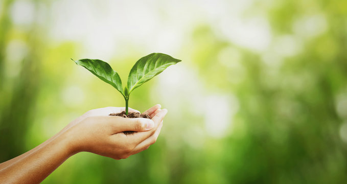 environment concept. hand holding young plant on green blur with sunshine background