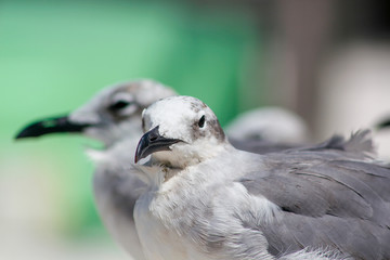 Gaviota