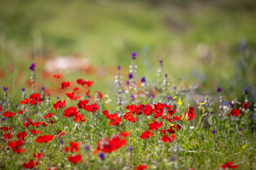 flower in the spring