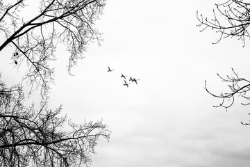 flying swans high above the ground surrounded by tree branches. swans in black and white