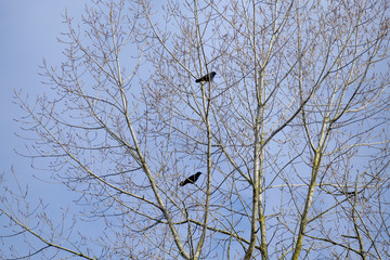 Couple de corbeaux dans les arbres .