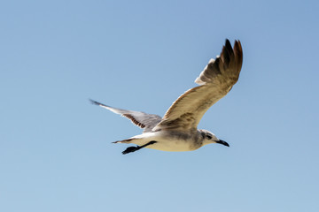 Fototapeta premium Gaviota
