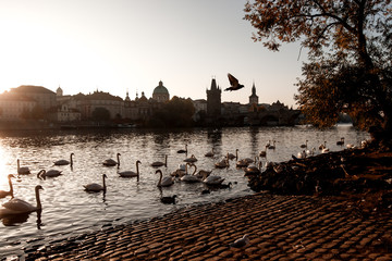 White swans in the Vltava river at dawn