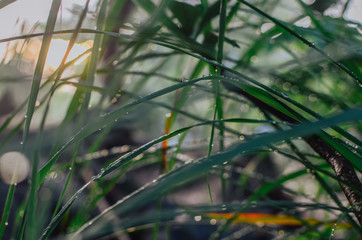 leaves blur and wet with morning sunlight, blurry image for background or wallpaper