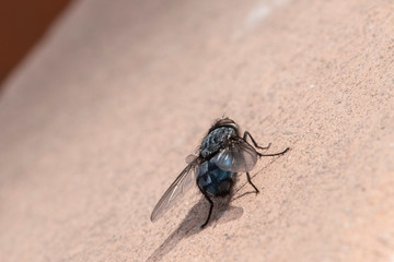 Common house fly in habitable environments located in an open space open 