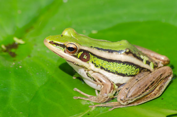 Sunbathe green frog on water lily leaf