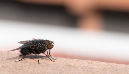 Common house fly in habitable environments located in an open space open 