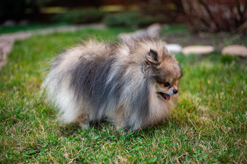 Chihuahua puppy spitz dog pet yorkshire terrier