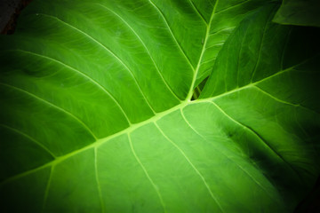 closeup green tropical leaves photo nature background