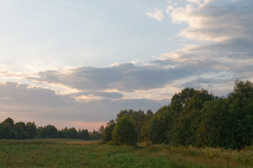 Fototapeta na wymiar wildlife in the field at sunset day