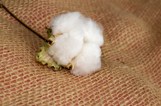 Cotton flowers , closeup on sackcloth background
