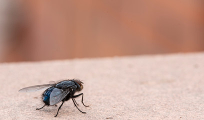 Common house fly in habitable environments located in an open space open 