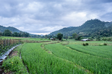 Rice fields beside the mountains in the north of Thailand during the rainy season