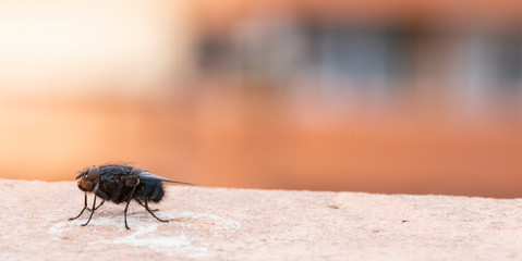 Common house fly in habitable environments located in an open space open 