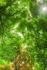 Fototapeta na wymiar 木漏れ日の降り注ぐ新緑の森