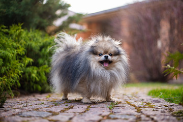 Pomeranian mini; outdoors happy smiling puppy, dog