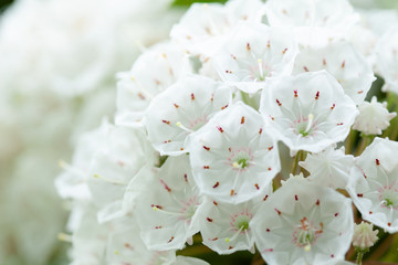 white flowers（Kalmia latifolia）