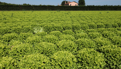 Fototapeta na wymiar lettuce cultivated on the outdoors wide field in summer