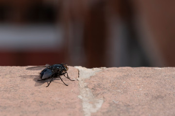Common house fly in habitable environments located in an open space open 