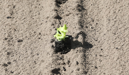 lettuce seedling in a sandy field