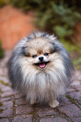 Obraz premium puppy spitz dog pet yorkshire terrier Chihuahua grooming