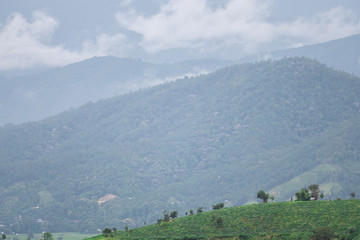 Obraz premium Rice fields beside the mountains in the north of Thailand during the rainy season