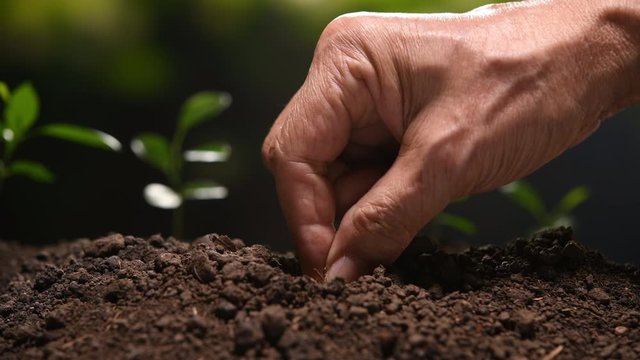 Farmer's hand planting seed in soil .