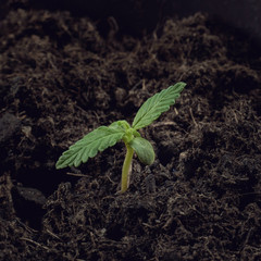 Sprouted Hemp Seed with Sprout