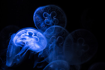 Moon jellyfish on dark background. Aurelia aurita - also called the common jellyfish underwater. © belyaaa