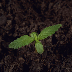 Sprouted Hemp Seed with Sprout