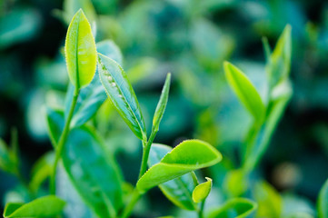 Tea leaf in fresh air