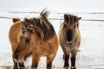 horse in snow