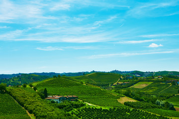 Fototapeta na wymiar Vineyards on the hills in Piedmont province in Italy