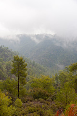 Nebel im Troodos-Gebirge, Zypern