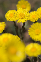 huflattich tussilago farfara