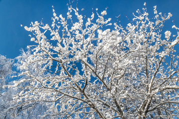 Trees covered with white snow against a blue sky.