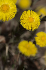 huflattich tussilago farfara