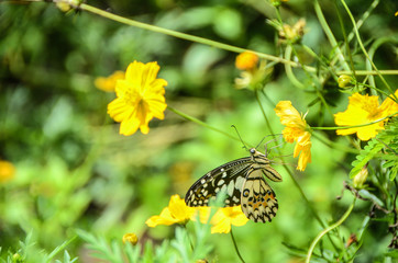 Natural green background of grass and flowers with beautiful bokeh, there is a butterfly perched on a flower