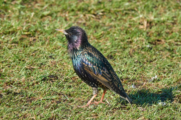 European or common starling (Sturnus vulgaris). Starling stands on young grass and sings his song in early spring