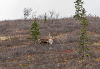 Barren Ground Caribou Bull in Denali National Park Alaska in Autumn