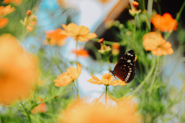 Natural green background of grass and flowers with beautiful bokeh, there is a butterfly perched on a flower