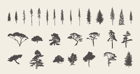 Set silhouettes trees pine fir cedar vector sketch - obrazy, fototapety, plakaty