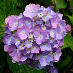 Hydrangea Bloom