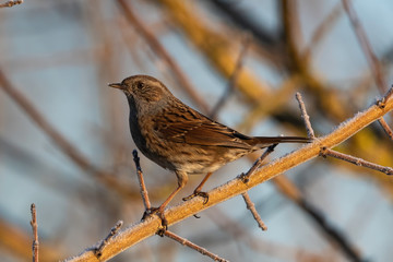 Blue Tit  laid on a branch in Tuscany	