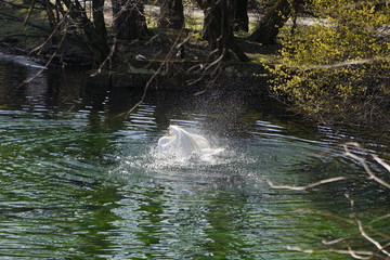 Schwan in einem Teich der hoch steigt und mit den Flügeln schlägt