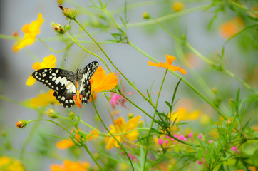 the butterfly alighted on a flower, beautiful