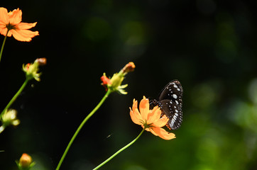 the butterfly alighted on a flower, beautiful